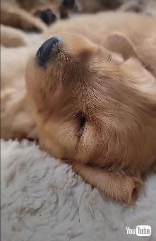 8匹の子犬よく寝ている