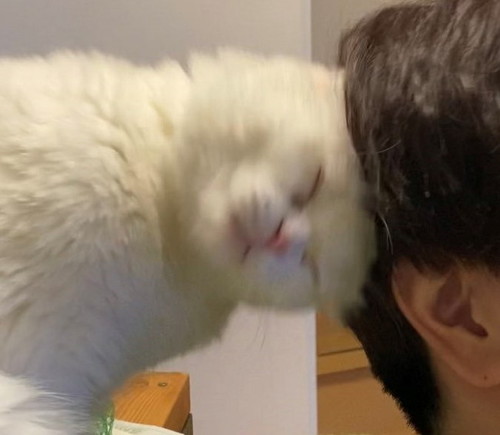 猫 大根おろし むく君