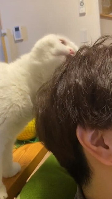 猫 大根おろし むく君