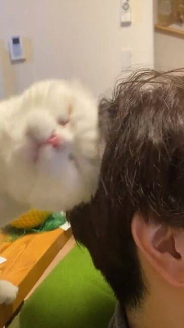 猫 大根おろし むく君