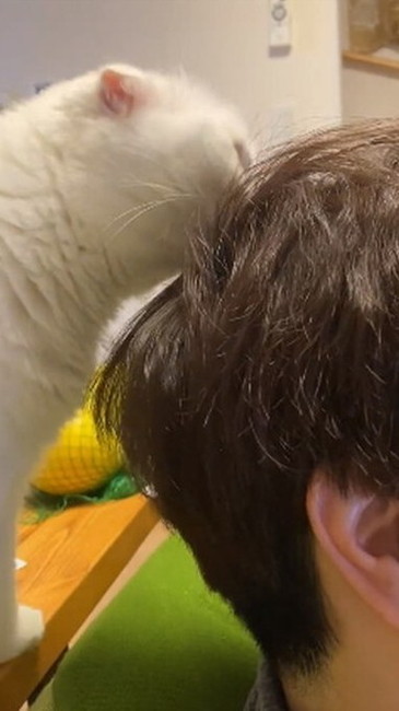 猫 大根おろし むく君