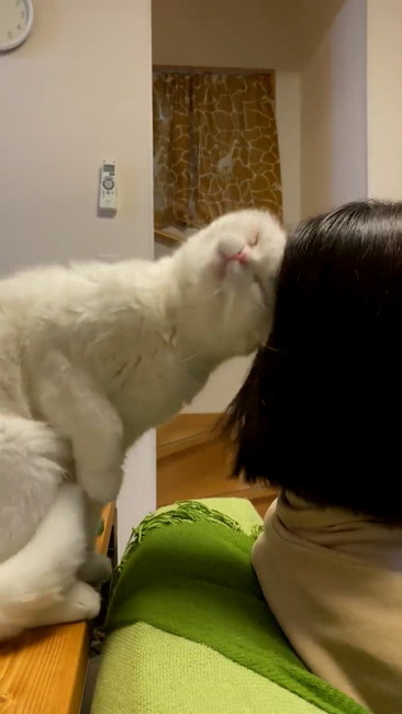 猫 大根おろし むく君