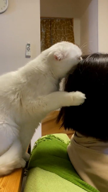 猫 大根おろし むく君