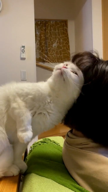 猫 大根おろし むく君