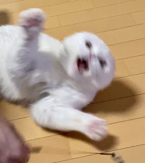 猫 大根おろし むく君