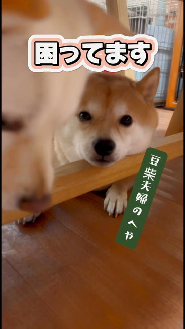 柴犬