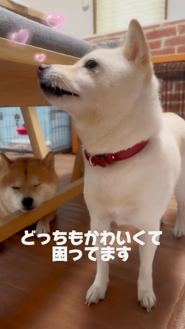 どっちもかわいい