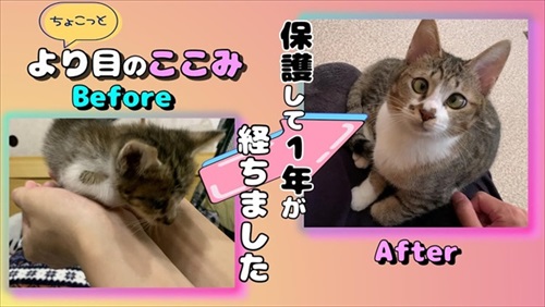 けがをした子猫を保護