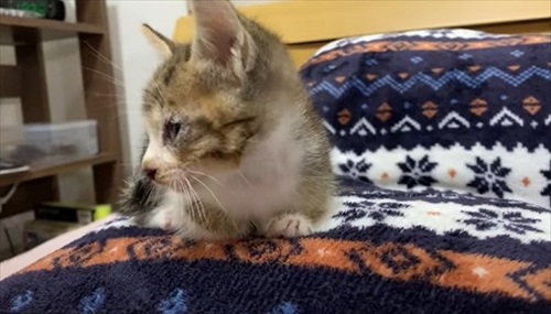 けがをした子猫を保護