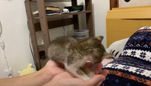 けがをした子猫を保護