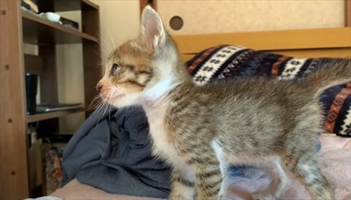 けがをした子猫を保護