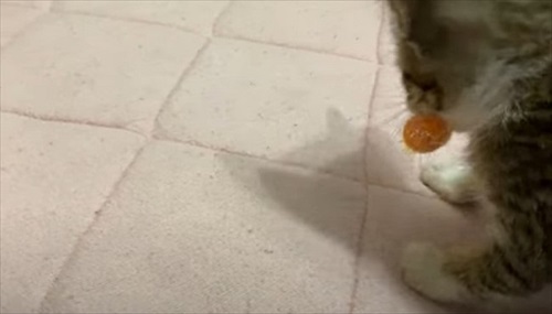 けがをした子猫を保護