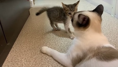 けがをした子猫を保護