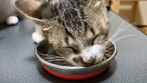 けがをした子猫を保護