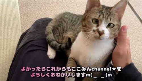 けがをした子猫を保護