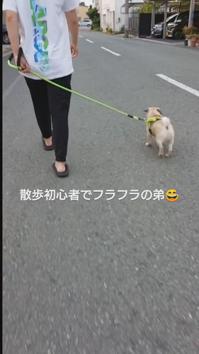 それる弟犬