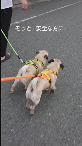 「車道に出てしまう弟に…」