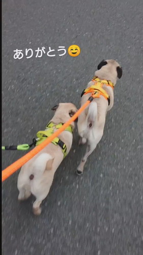 「車道に出てしまう弟に…」