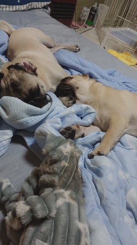 たまごくんとおもちくん