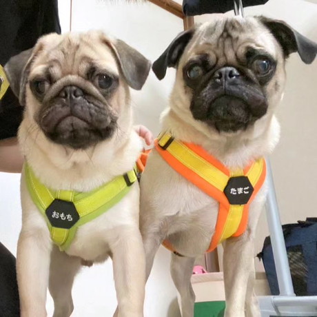 たまごくんとおもちくん