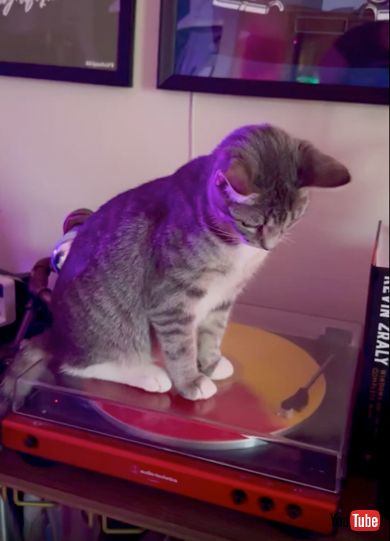 レコードプレイヤーに興味津々な子猫ちゃん