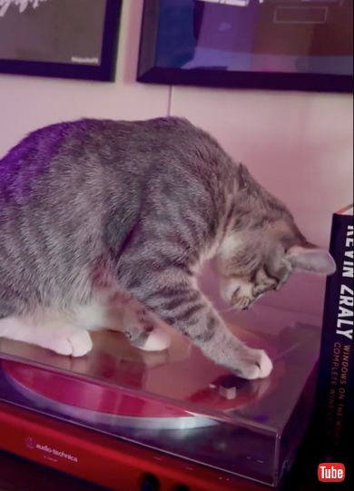 レコードを捕まえたいと思い前足で触ろうとする子猫ちゃん
