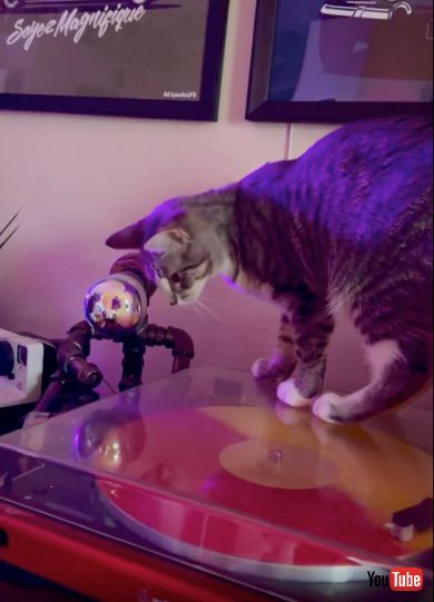 クルクル回るレコードに夢中の子猫ちゃん