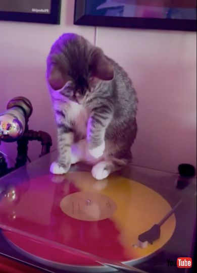 レコードにさわりたくて前足を出す子猫ちゃん
