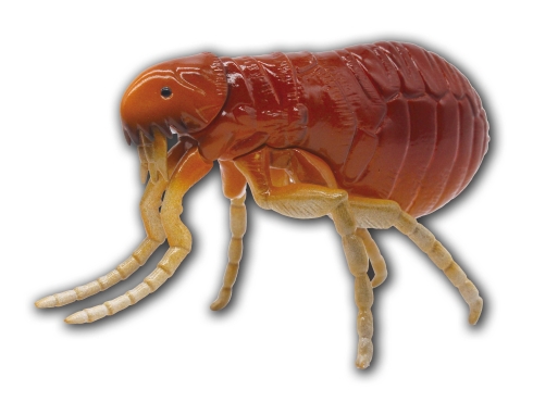 あそべる生物フィギュアシリーズ 奇妙ないきもの博物誌