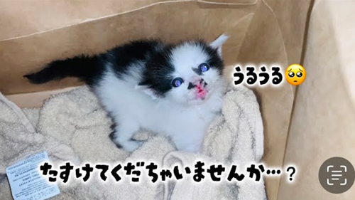 オススメ