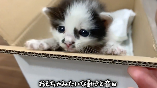 紙袋に入っていた子猫を保護