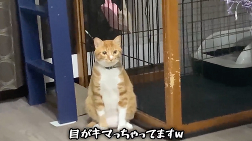 紙袋に入っていた子猫を保護