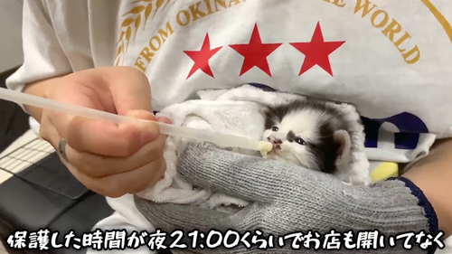 紙袋に入っていた子猫を保護