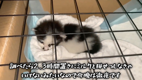 紙袋に入っていた子猫を保護
