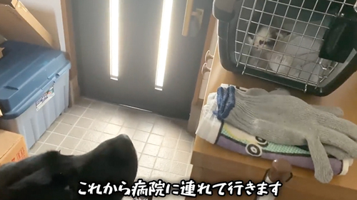 紙袋に入っていた子猫を保護