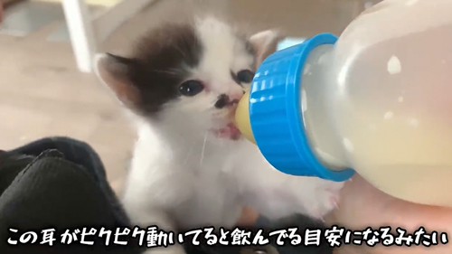 紙袋に入っていた子猫を保護