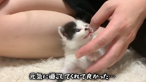 紙袋に入っていた子猫を保護