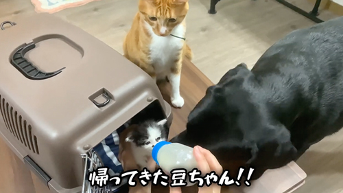紙袋に入っていた子猫を保護