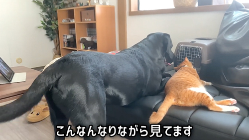 紙袋に入っていた子猫を保護