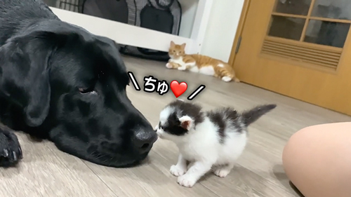 紙袋に入っていた子猫を保護