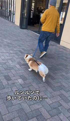 左後ろ足あげてるワンコ