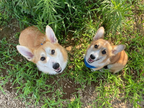 笑顔で見上げるワンコたち