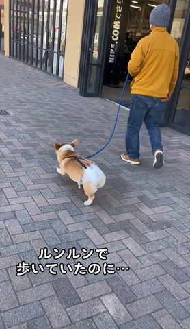 左前足あげてる歩くワンコ