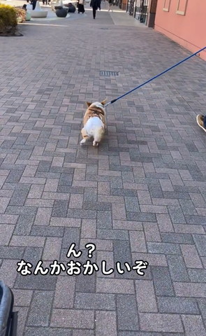 左足浮かせて止まろうとするワンコ