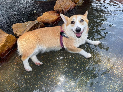 川に入るワンコ