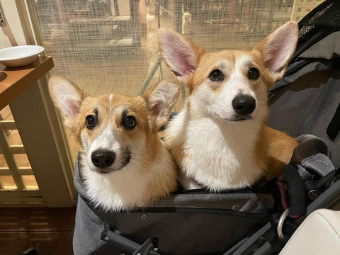 カートに入るワンコ2匹