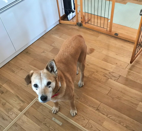 キッチンにワンコ