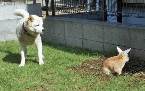 庭で立ちながらウサギを見るワンコ