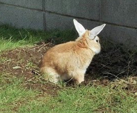 後ろ向きうさぎ