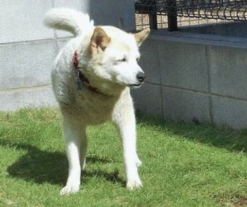 庭で立つワンコ